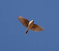 Mediterranean Short-toed Lark