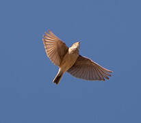 Lesser Short-toed Lark