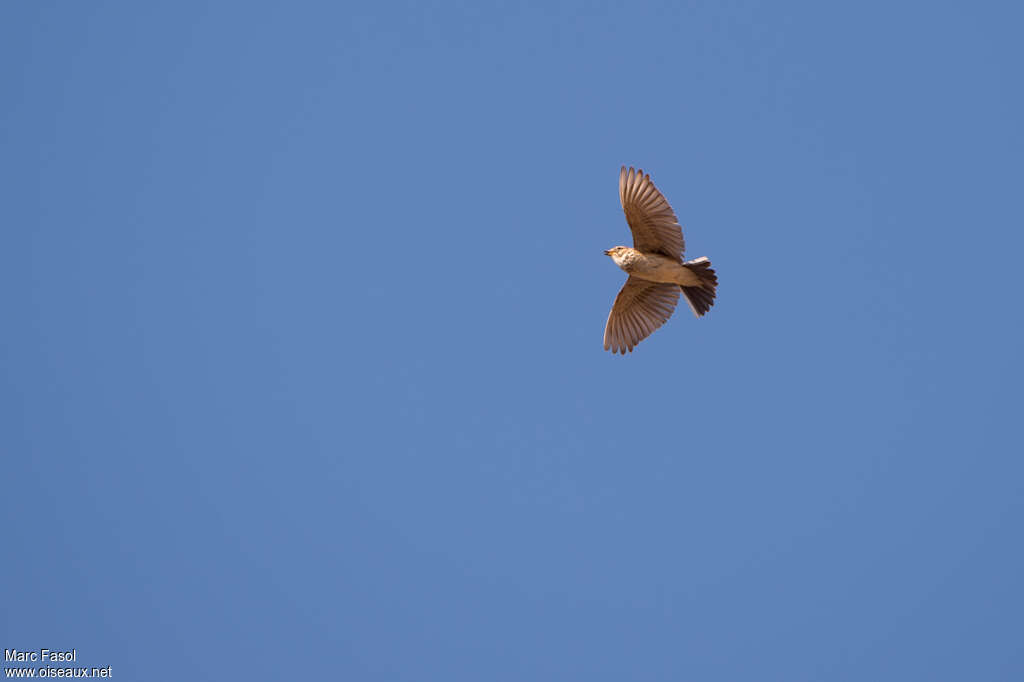 Mediterranean Short-toed Larkadult, pigmentation, Flight, song