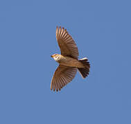 Mediterranean Short-toed Lark