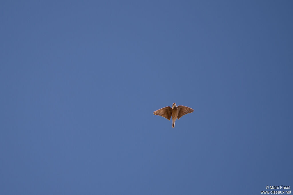 Mediterranean Short-toed Larkadult, Flight, song