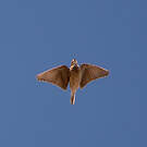 Alouette pispolette