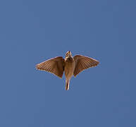 Mediterranean Short-toed Lark