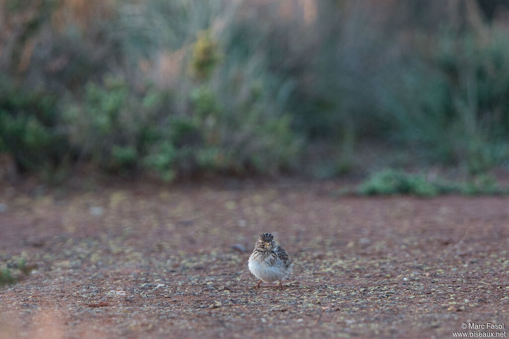 Mediterranean Short-toed Larkadult, identification