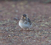 Mediterranean Short-toed Lark