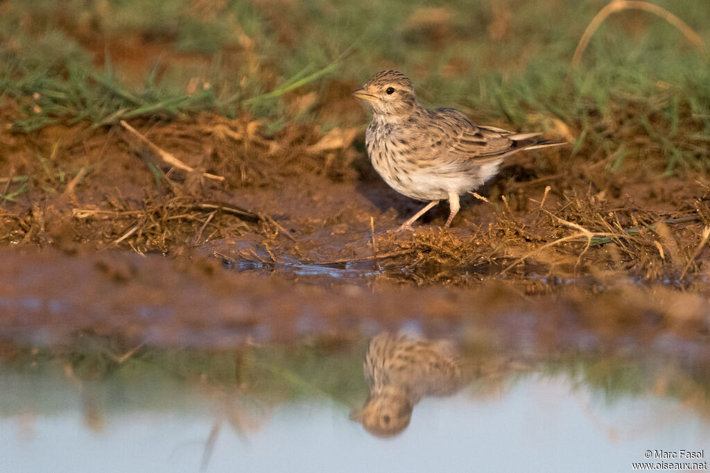 Mediterranean Short-toed Larkadult, identification