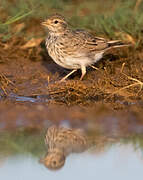 Lesser Short-toed Lark