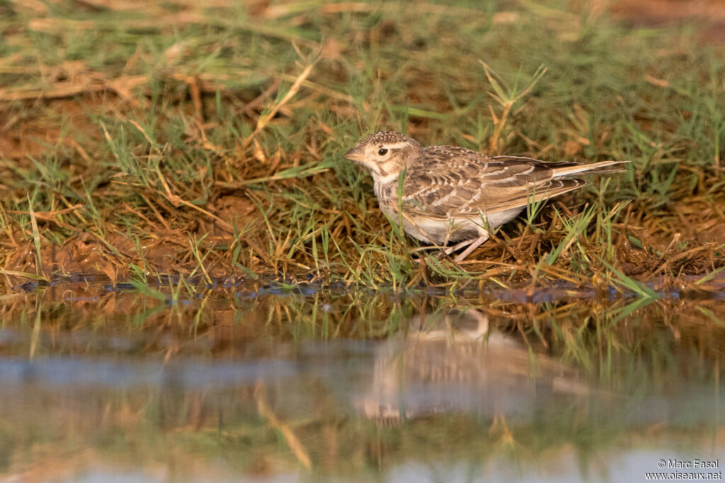 Lesser Short-toed Larkjuvenile, identification