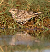 Lesser Short-toed Lark