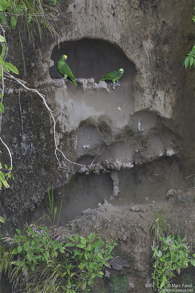 Yellow-crowned Amazon adult, identification, Behaviour