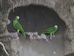 Yellow-crowned Amazon