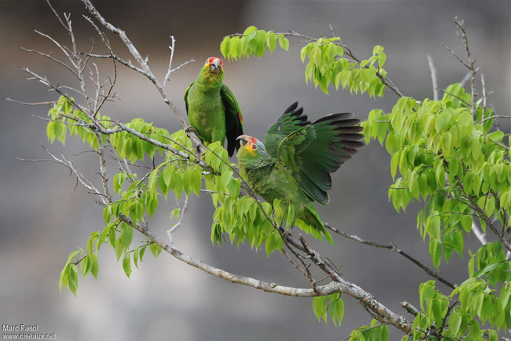 Red-lored Amazonadult breeding, Behaviour