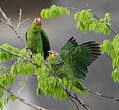 Amazone à lores rouges