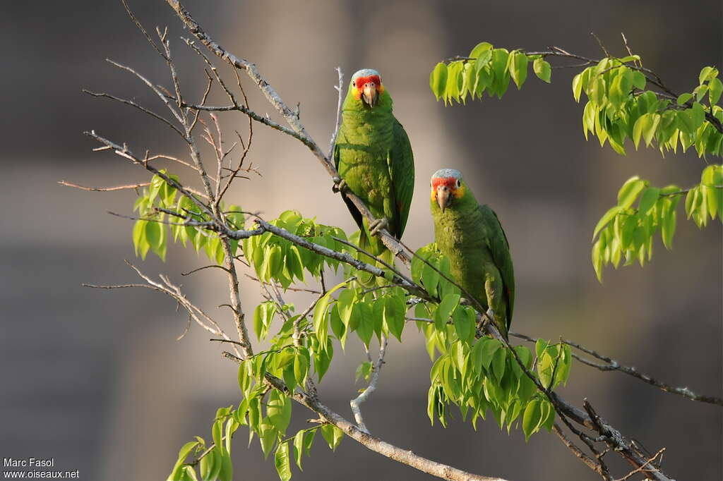 Amazone à lores rougesadulte nuptial, Comportement