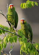 Amazone à lores rouges