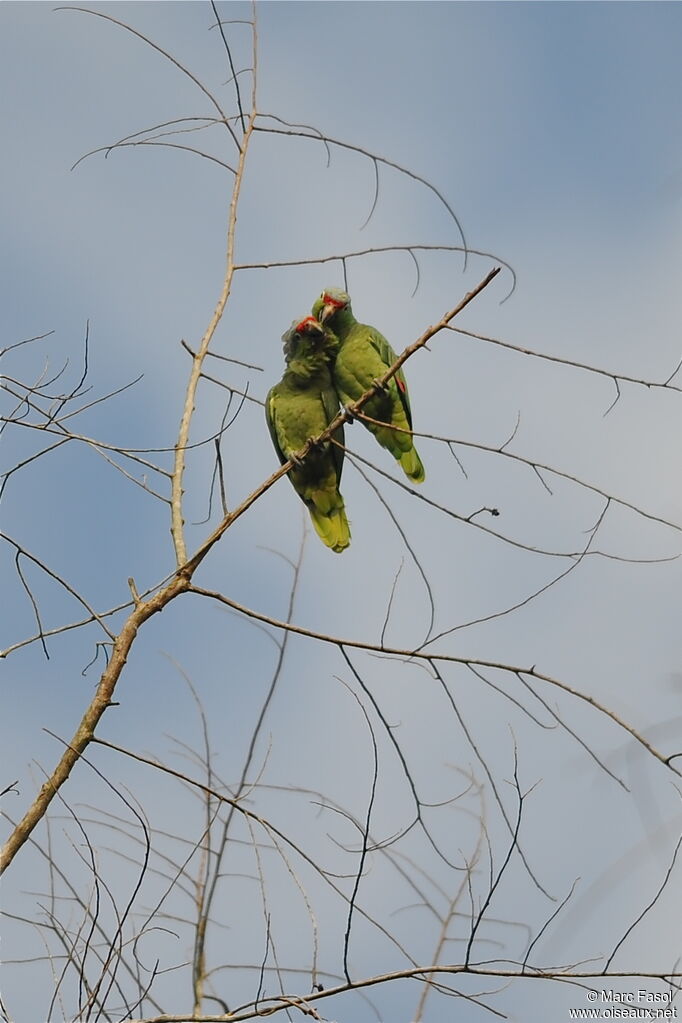 Red-lored Amazon , identification, Behaviour