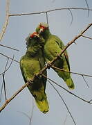 Red-lored Amazon