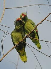 Amazone à lores rouges