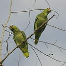 Amazone à lores rouges