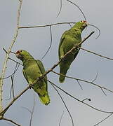 Red-lored Amazon