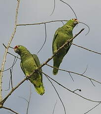 Amazone à lores rouges