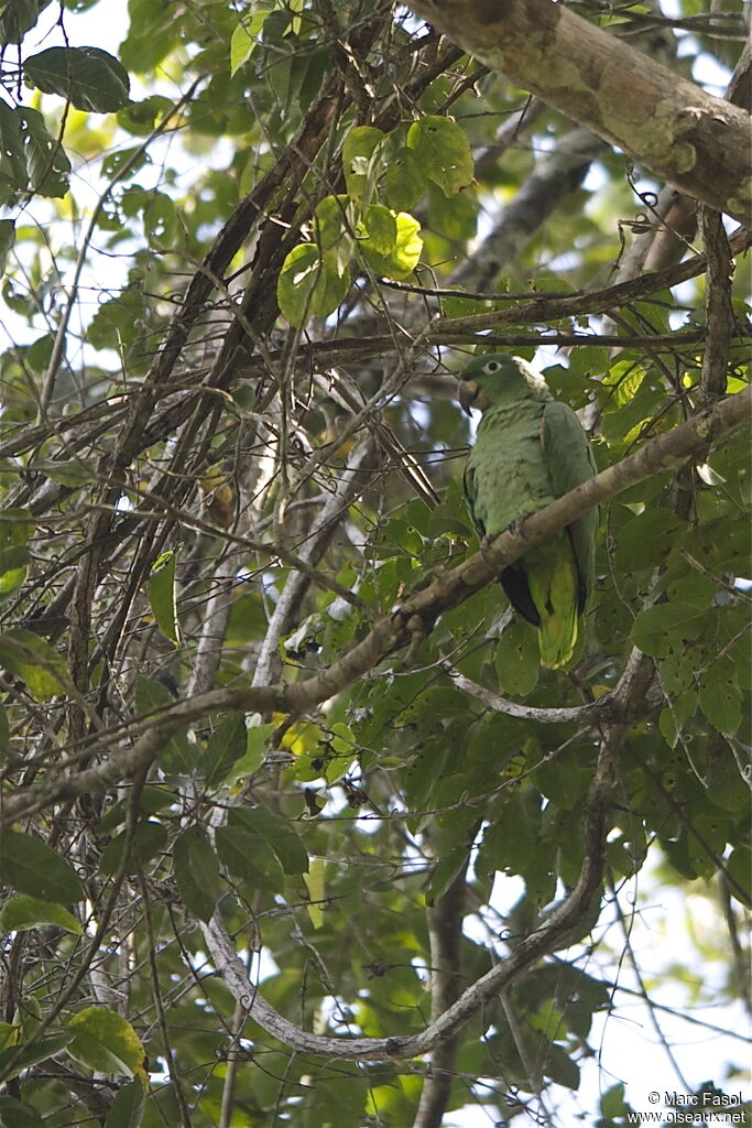 Amazone poudréeadulte, identification