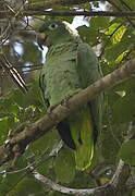 Southern Mealy Amazon