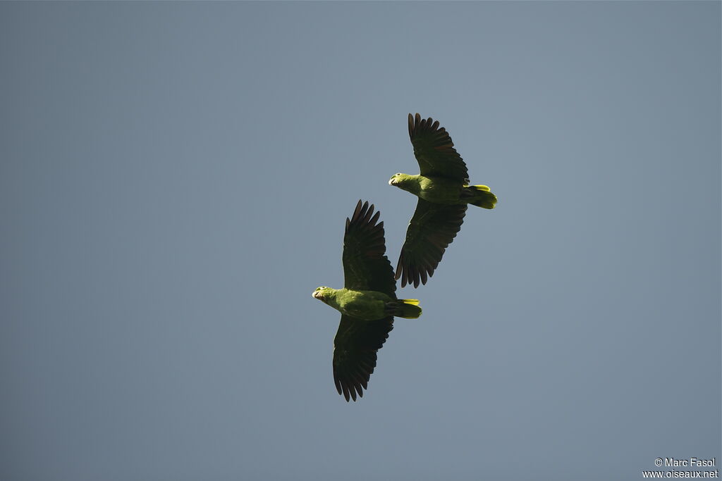 Amazone poudrée adulte, Vol