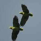 Amazone poudrée