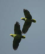 Southern Mealy Amazon