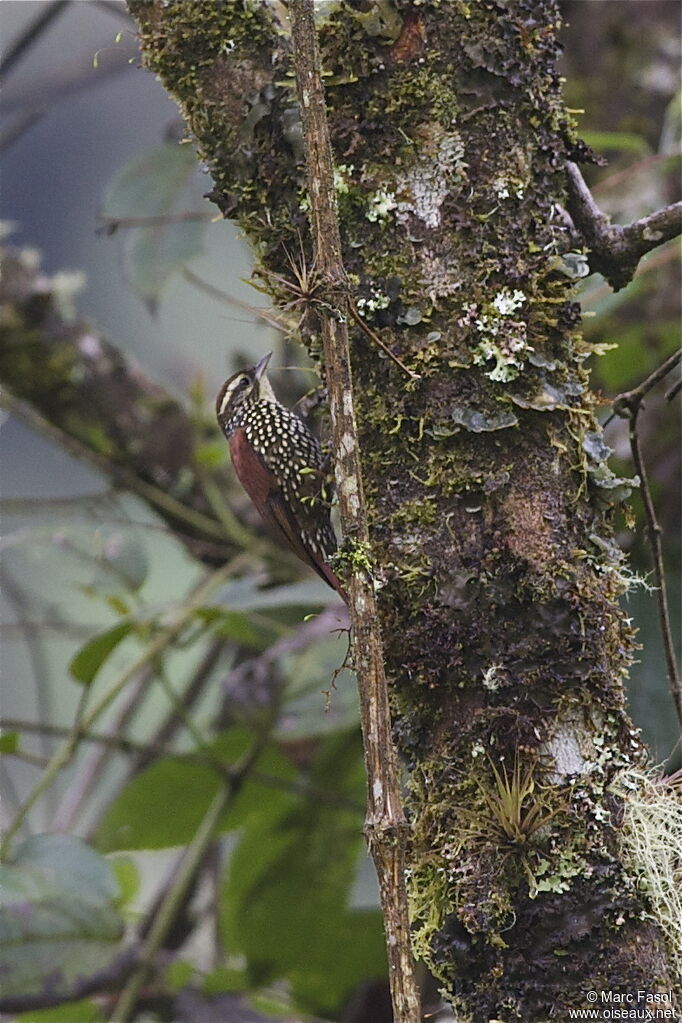 Pearled Treerunneradult, identification, Behaviour