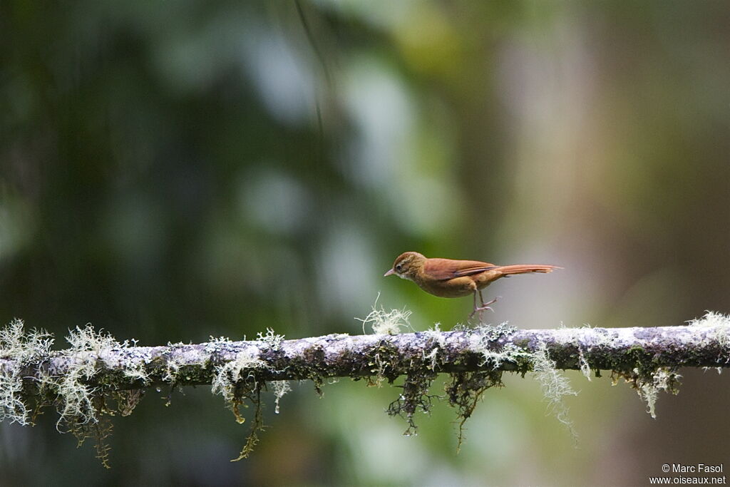 Ruddy Treerunneradult, identification, Behaviour