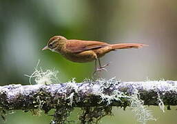 Ruddy Treerunner