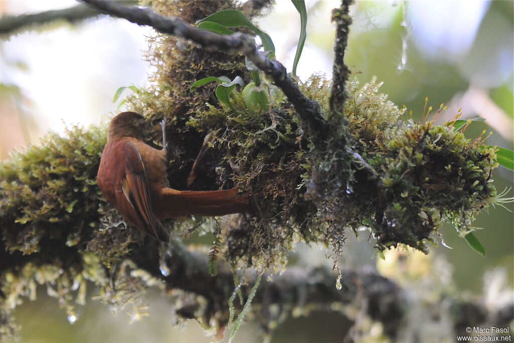 Ruddy Treerunneradult, identification, feeding habits, Behaviour