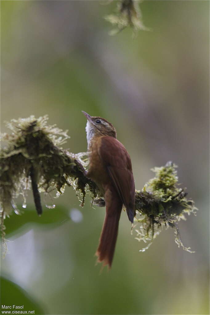 Ruddy Treerunneradult, identification, Behaviour