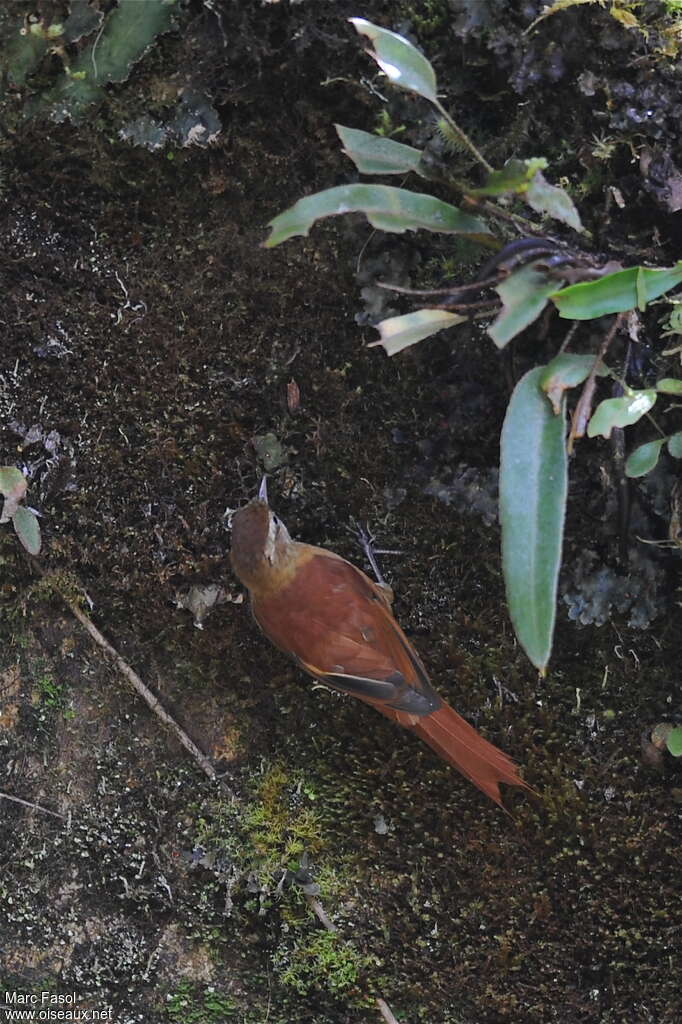 Anabasitte rousseadulte, identification, pêche/chasse, Comportement