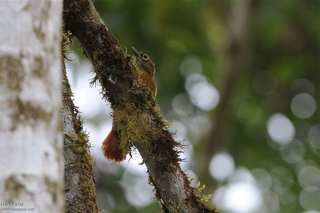 Scaly-throated Foliage-gleaneradult, habitat, pigmentation