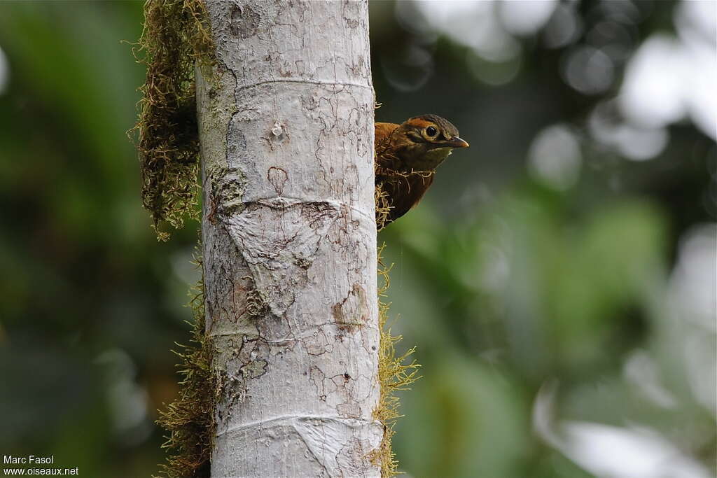 Scaly-throated Foliage-gleaneradult, close-up portrait