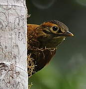 Scaly-throated Foliage-gleaner