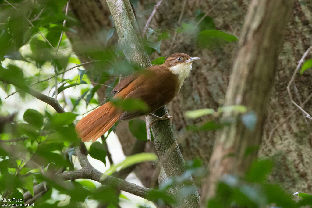 White-eyed Foliage-gleaneradult, identification