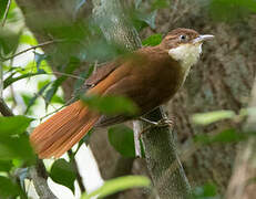 White-eyed Foliage-gleaner