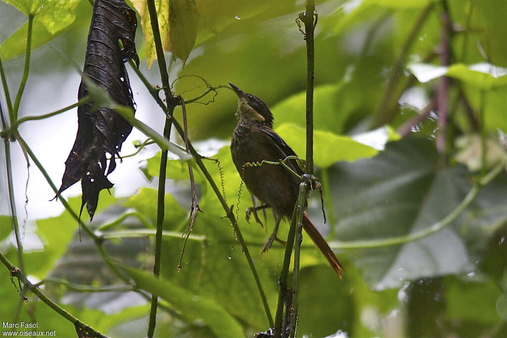 Buffy Tuftedcheekadult, identification, Behaviour