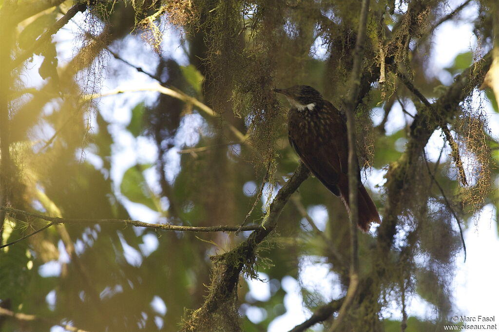 Streaked Tuftedcheekadult, identification