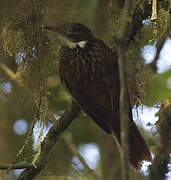 Streaked Tuftedcheek