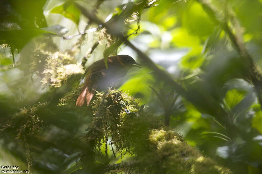 Streak-breasted Treehunteradult, identification, Behaviour