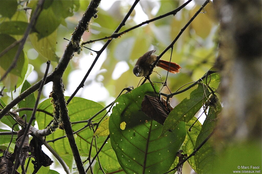 Montane Foliage-gleaneradult, identification, Behaviour