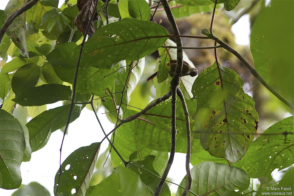 Montane Foliage-gleaneradult, identification, Behaviour