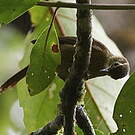 Anabate montagnard