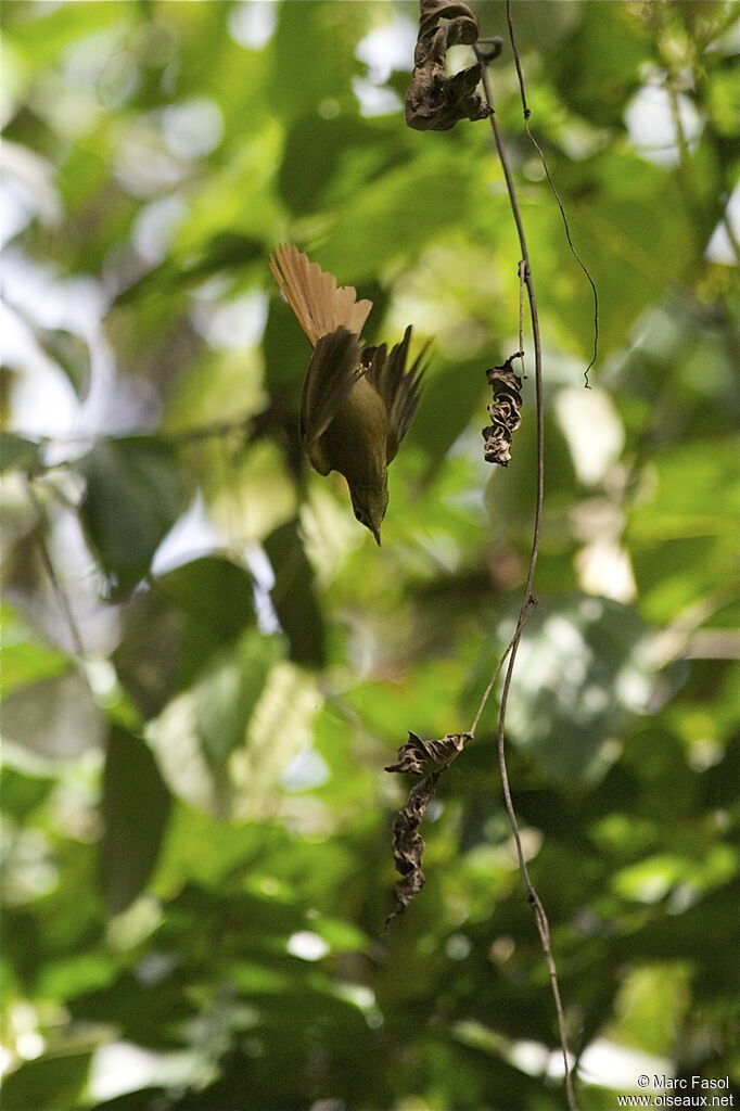 Montane Foliage-gleaneradult, identification, Flight, Behaviour