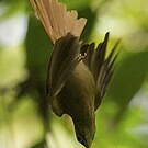Anabate montagnard